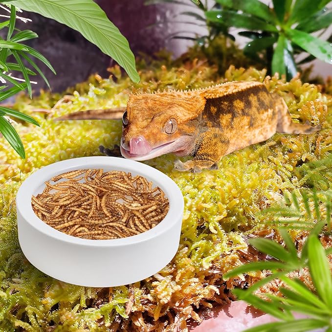 Tfwadmx 4 Pack Reptile Food Bowl, Mini Ceramic Water Feeder Bowl, Reptile Worm Feeding Dish for Lizard Turtle Bearded Dragon Anoles Crested Gecko Hermit Crab Leopard Gecko Chameleon Corn Snake