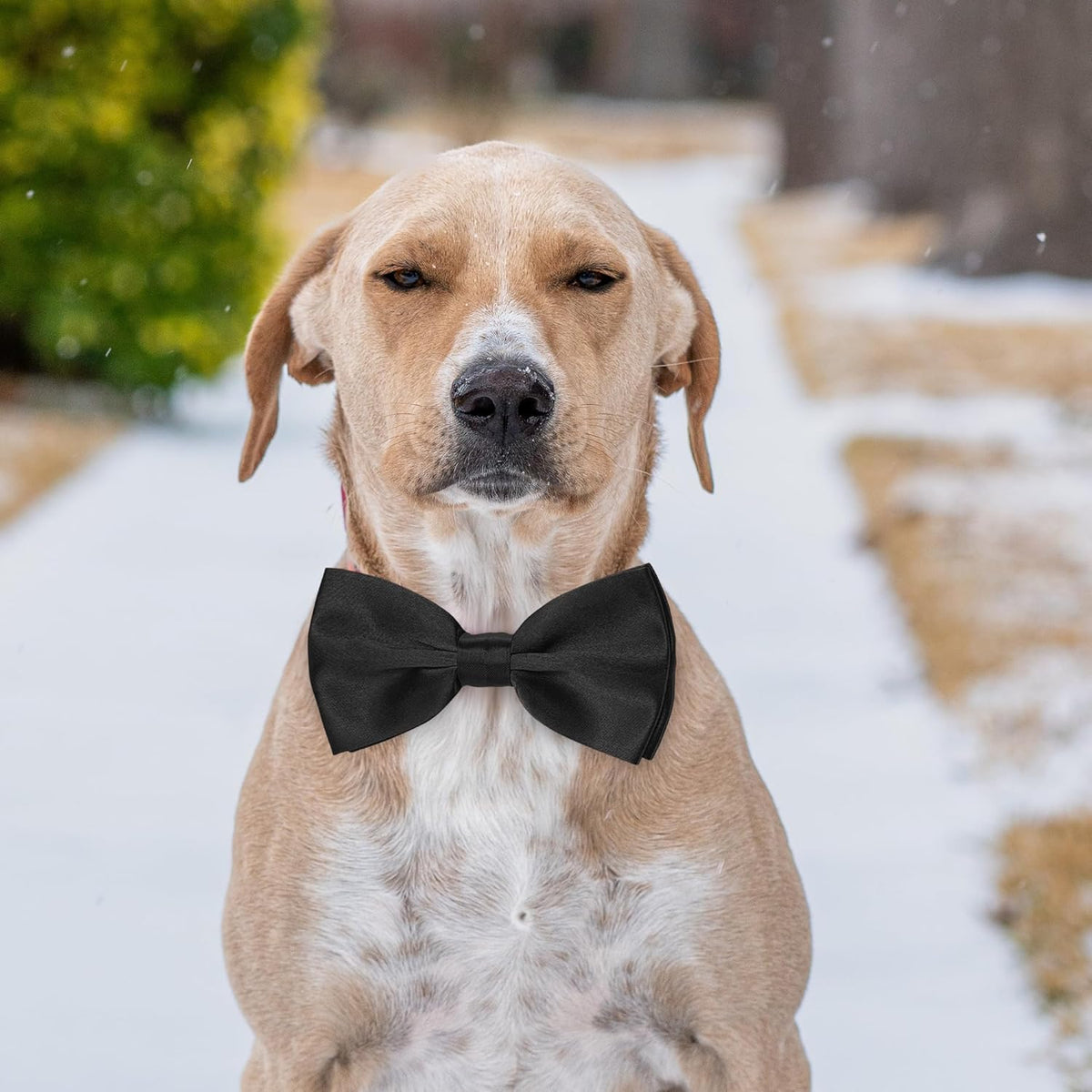 Black Dog Bow Tie, KOOLMOX Adjustable Bow Tie Dog Collar for Medium and Large Dogs Cats Pets Wedding Birthday Graduation Holiday Grooming Cosutmes