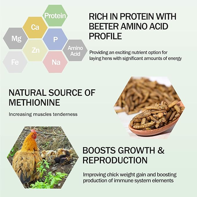 Amzey Dried Black Soldier Fly Larva-22 LBS(11LB/2Bags) -100% Natural BSF Larvae-85X More Calcium Than Dried Mealworms - High Calcium Treats for Chickens, Birds, Reptiles, Hedgehog, Turtles
