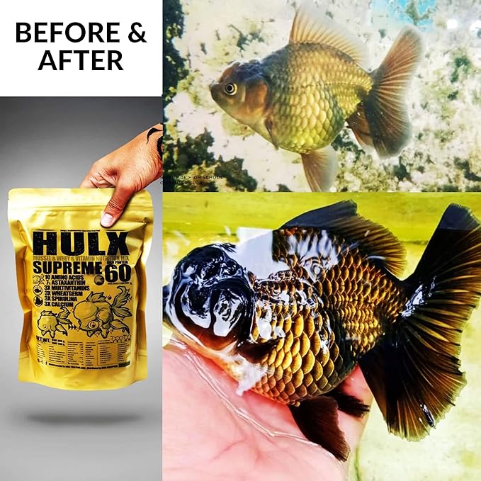 HULX Goldfish Food Sinking Pellets for Big Muscle & Mass Weight Gain, Whey Mixed High Protein 60%, Astaxanthin 7% Fish Food Growth Fast Formula 1.32 Lb.(600 Gram.) 1mm, Healthy, Color Enhancing