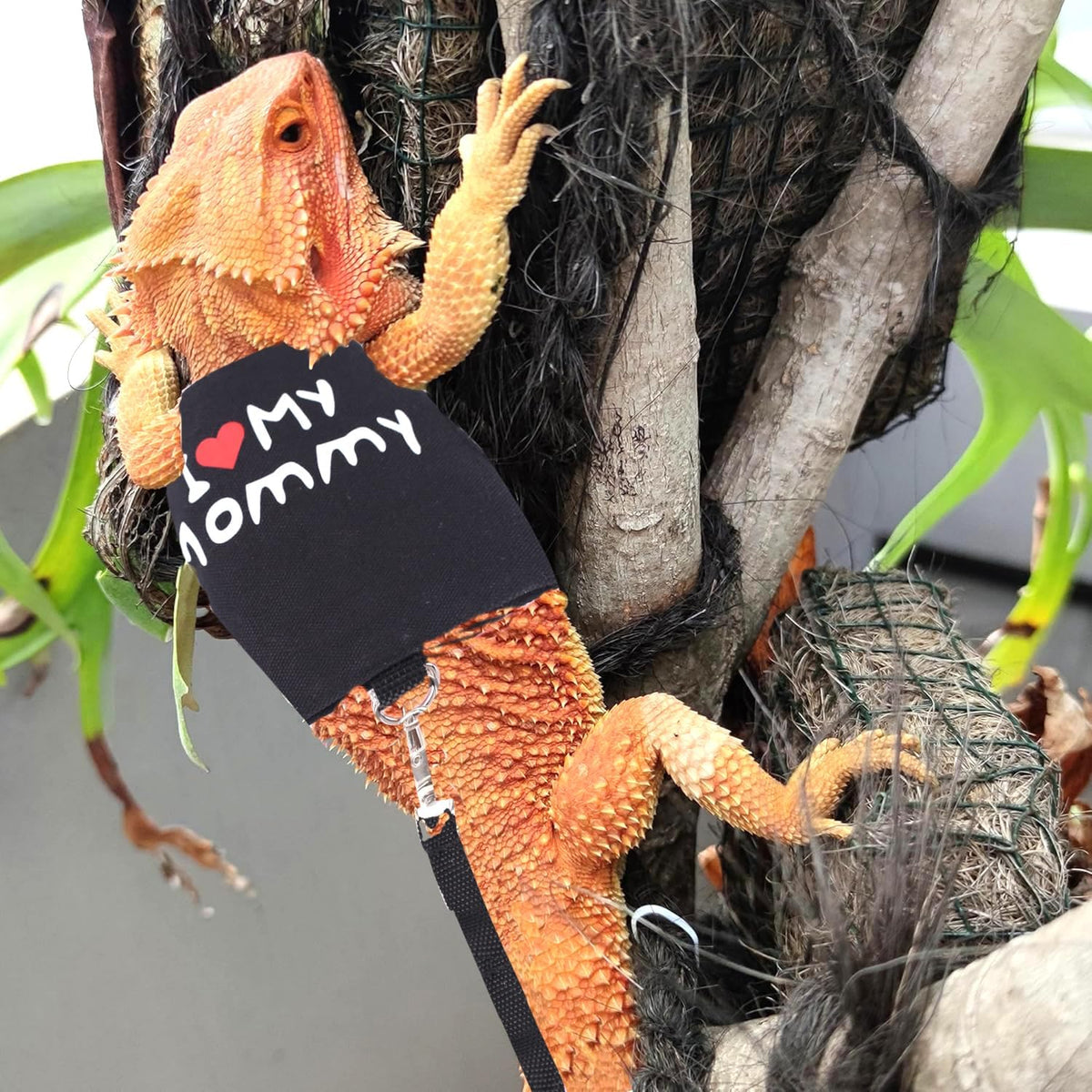 Small Animal Travel Backpack Carrier,Portable Bearded Dragon Bag for Sugar Glider,Hedgehog,Rat,Bunny,Rat,Outdoor Used (Green, Carrier L+ I Leash)