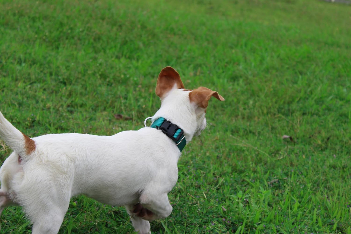Mikivery Nylon Dog Collar with Quick Release Buckle Soft Adjustable Sturdy for Small Medium Large Dogs Teal,M