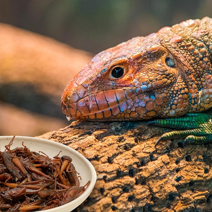 6 Pack Canned Small Grasshoppers for Reptiles, Fish, Birds and Small Animals, Grasshoppers, Healthy High Protein Treat, Bearded Dragon Food 1.2 Ounces Each