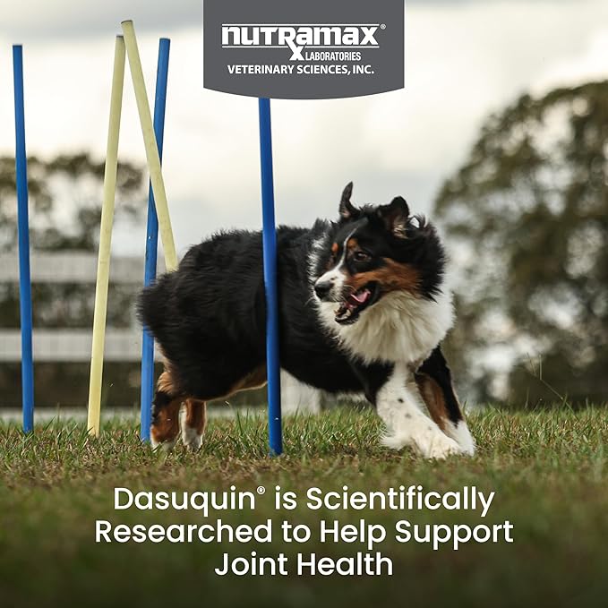 Nutramax Laboratories Dasuquin with MSM Soft Chews Large Dog 84 Count, brown