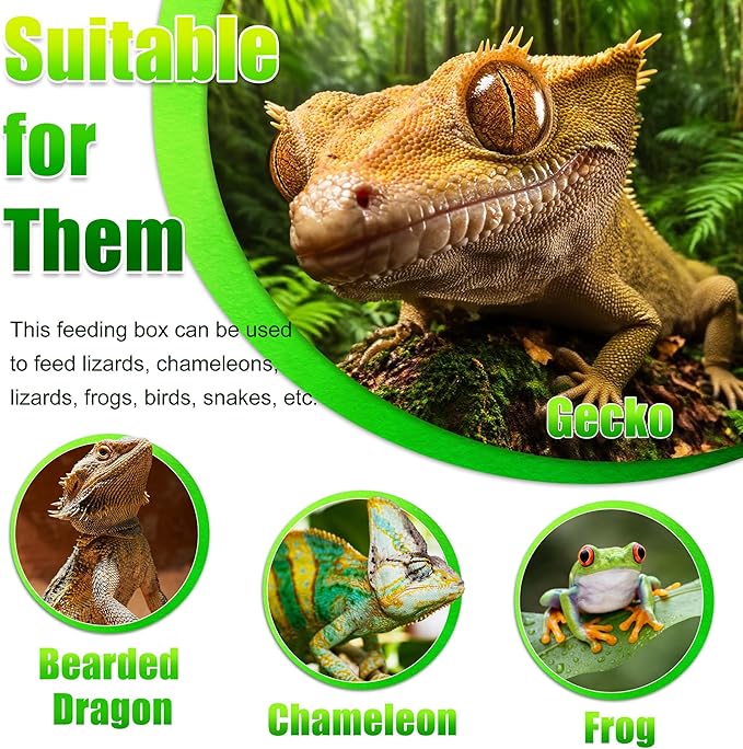 Reptile Anti-Escape Feeding Bowl, Wall-Mounted Feeder for Reptile, Stimulate Hunting Accessories for Terrarium, Vivarium and Paludarium, Suitable for Lizard, Gecko & Frog, Large