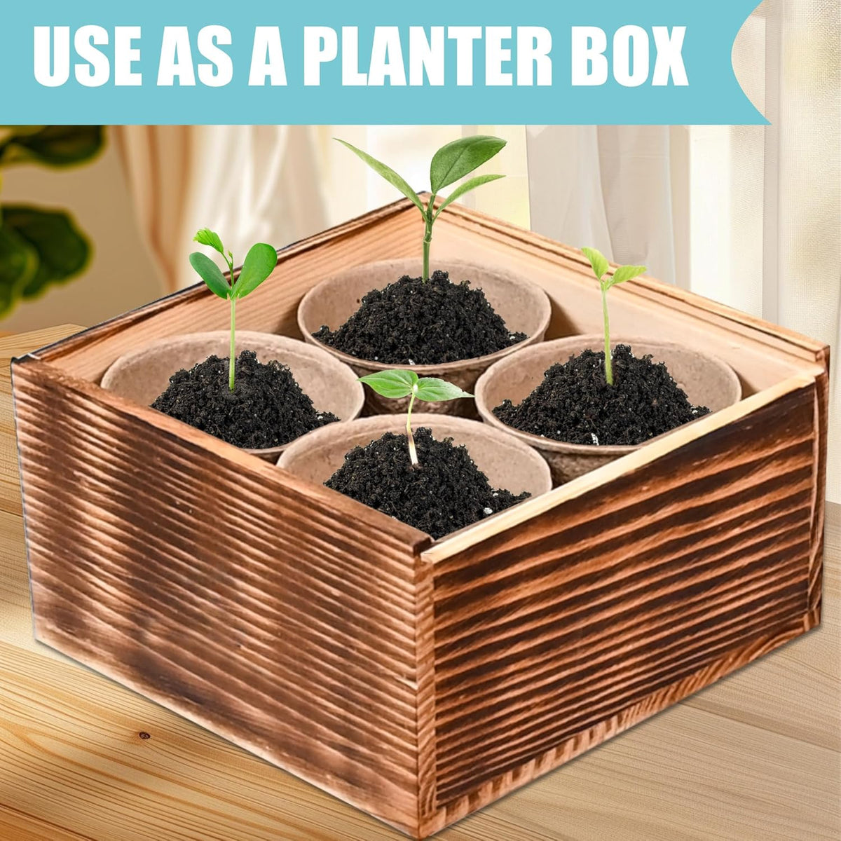 Indoor Daisy Garden Starter Kit, 4 Flower Seeds Growing into Shasta Daisy, Cornflower, Sunflower, Zinnia, Including Complete Gardening Tools, Christmas Gifts for Women Men & Beginners