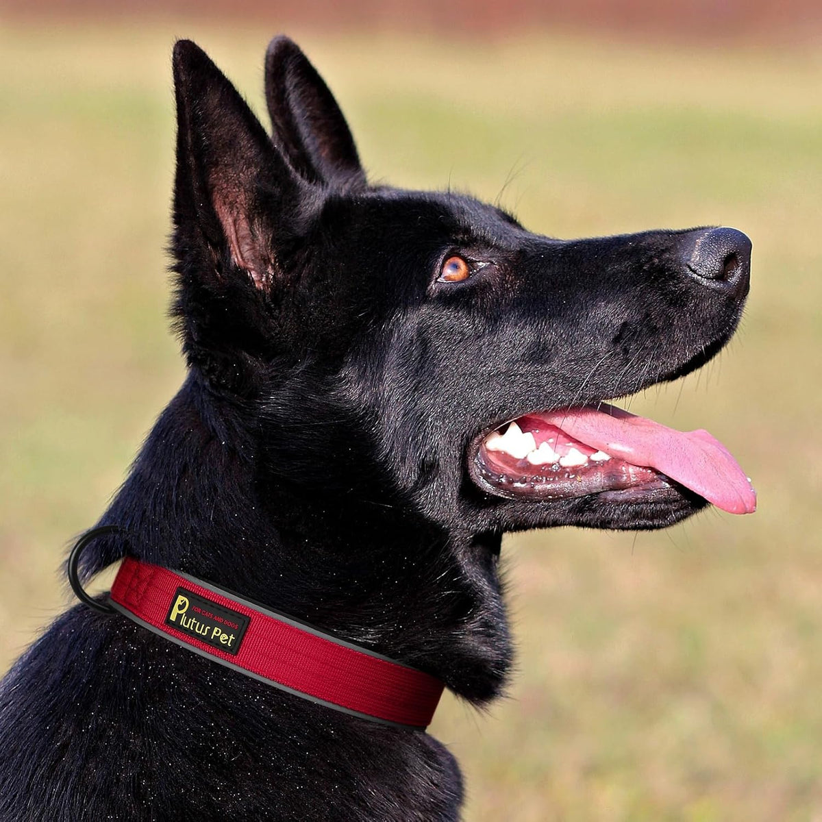 Plutus Pet Tactical Dog Collar, Reflective, Adjustable Heavy Duty Dog Collar, Soft Padded and Comfortable, for Small Medium and Large Dogs (Red, S)