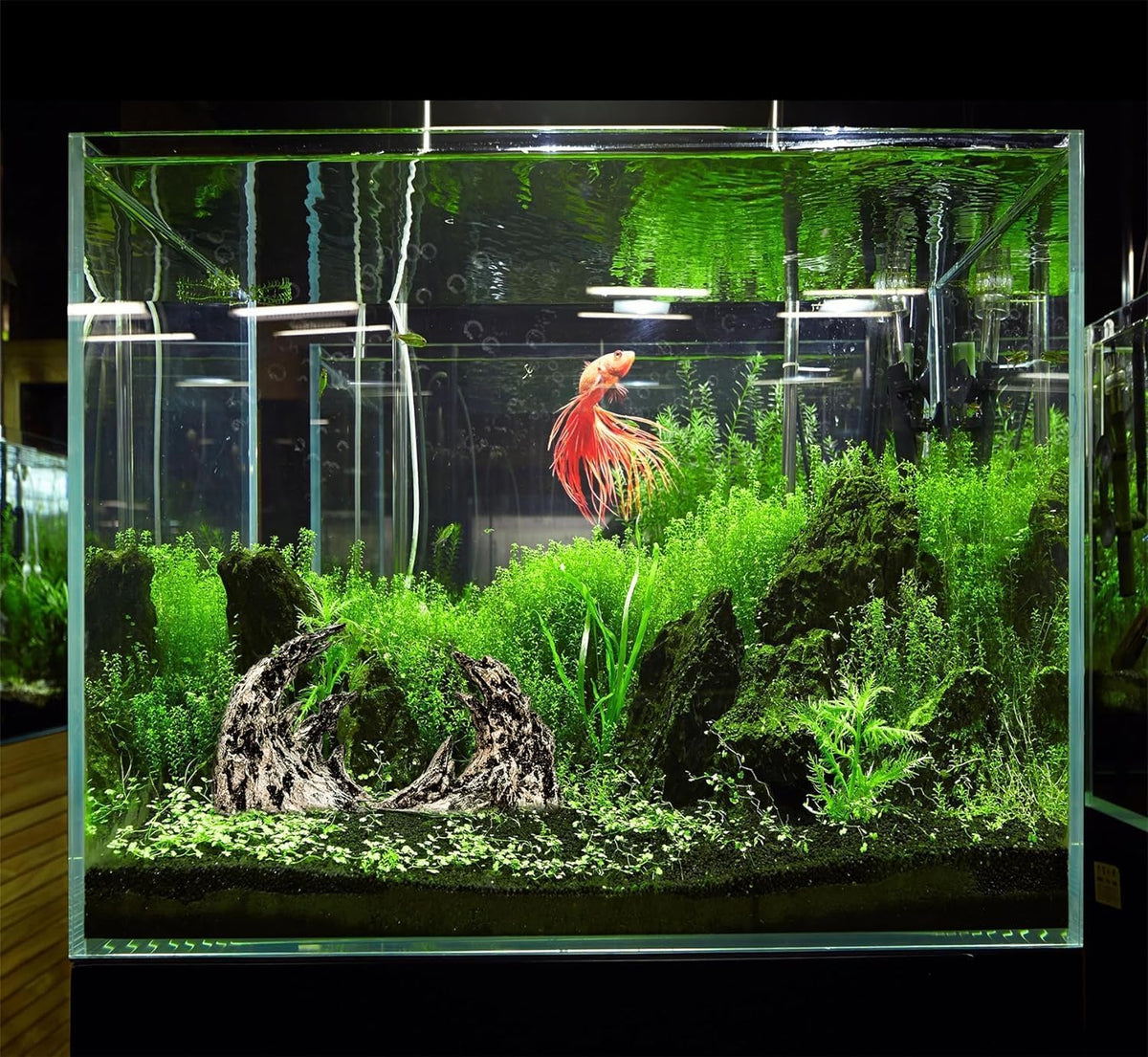 Novelsite Fish Tank Decor- Jagged Canyon Rock Formation ，Made of Solid Sandstone，Suitable for a Variety of Fish Tank Scenes, DIY Planting Moss, Safe and Non-Toxic