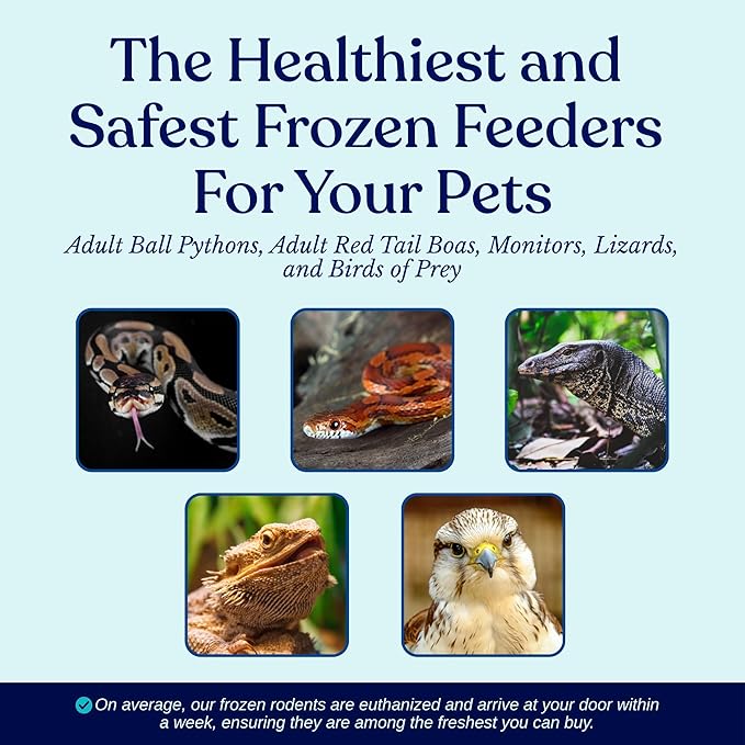 MiceDirect Frozen Rat Medium Feeder Food Adult Ball Pythons, Monitors, Lizards & Birds of Prey (6-8 in Pack of 50)