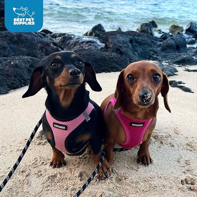 Best Pet Supplies Voyager Step-in Air Harness - All Weather Mesh, Reflective, No Pull Harness for Dogs, Cats - Secure with Hook & Loop Fastener, Buckle, Double D-Rings - Fuchsia, XXXS