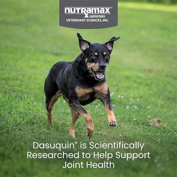 Nutramax Dasuquin for Small to Medium Dogs, Joint Health Supplement, Contains Glucosamine for Dogs, Plus Chondroitin, ASU and More, Supports Healthy Joints, Chewable Tablets, 150 Count