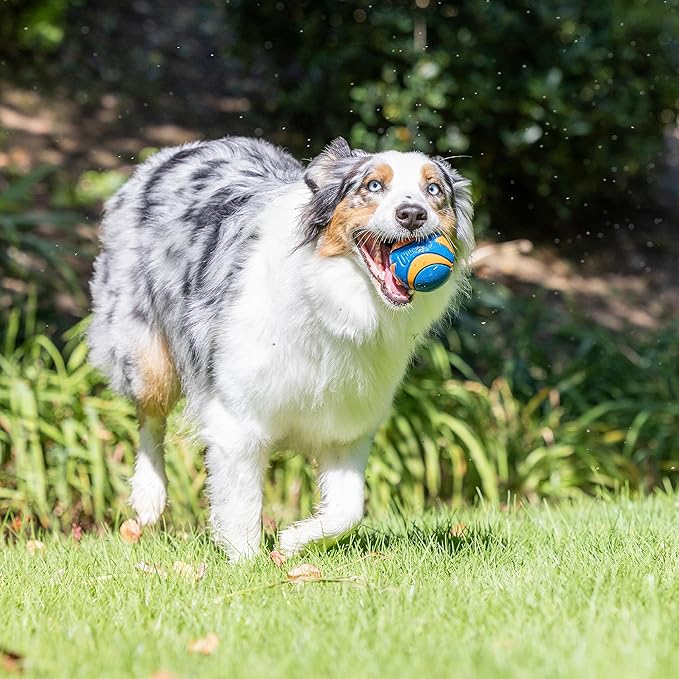 Chuckit! Ultra Ball Dog Toy - Medium Bouncy Fetch Balls for Dogs 20-60 lbs - Made from Durable Rubber - Floating Water Pet Toys - Size Medium - 2.5-inch Diameter - Pack of 4