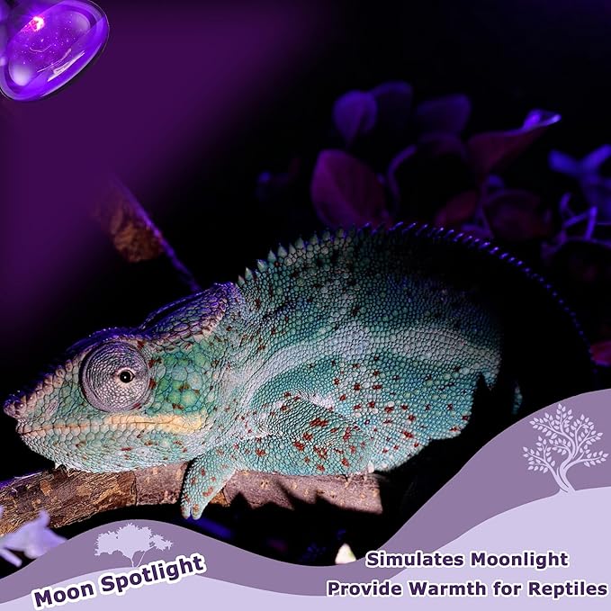 60W Reptile Night Light Bulb – Simulated Moonlight UVA Heat Lamp, Purple Basking Light for Bearded Dragons, Lizards, Snakes, Chameleons, Amphibians - 2-Pack (3.2" Diameter)