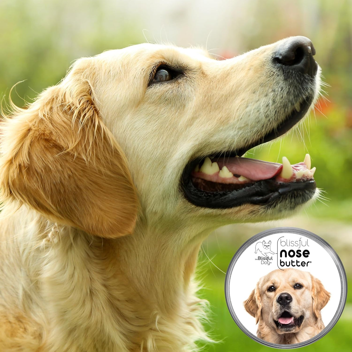The Blissful Dog Golden Retreiver Unscented Nose Butter - Dog Nose Butter, 8 Ounce