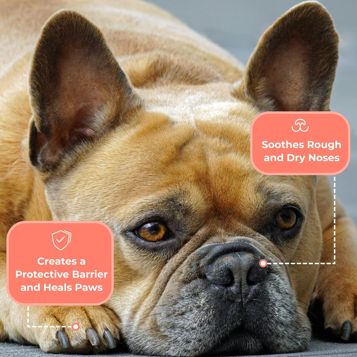 COAT DEFENSE Something Better Balm | Made in USA | Nose & Paw Balm | Lick Safe, Healing and Deeply Moisturizing | Paw Soother for Dogs & Dog Skin Soother (1.5 OZ)