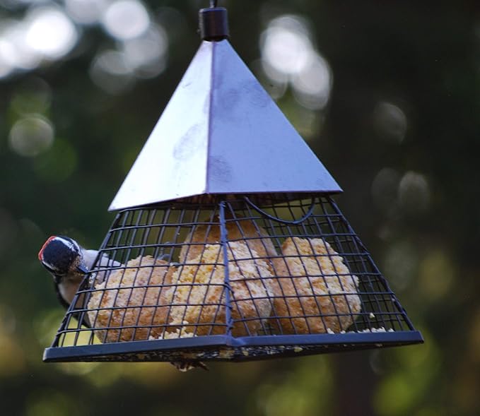 Wildlife Sciences Suet Balls 24 Pack, 6 Individually Wrapped Packs of 4 Bird Suet Balls (Insect and Nuts)