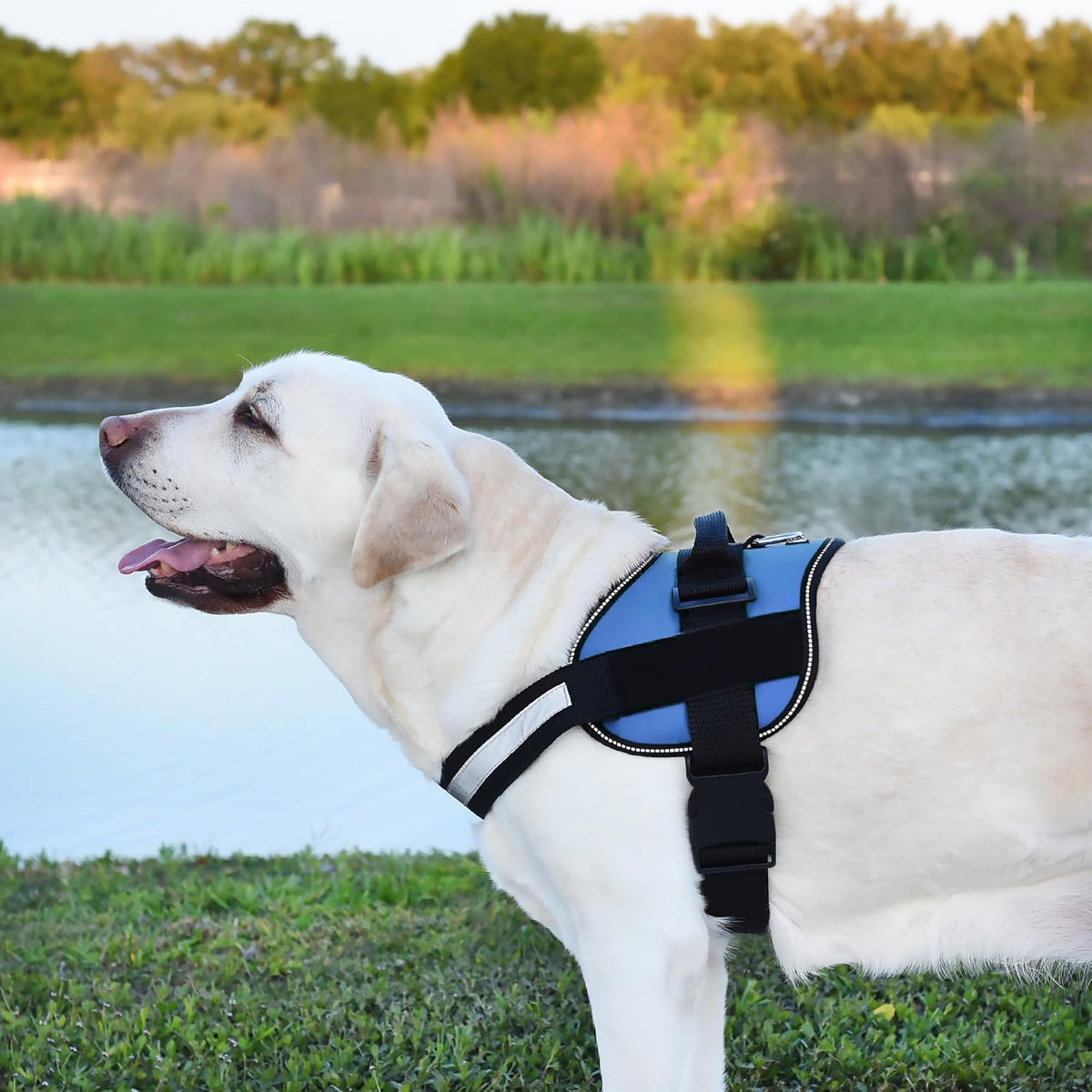 Dogline Dog Harness, Reflective No-Pull Adjustable Vest with Handle for Walking, Training, Breathable, No - Choke Harness for Small, Medium or Large Dogs Room for Patches Girth 15 to 18 in Cyan Blue