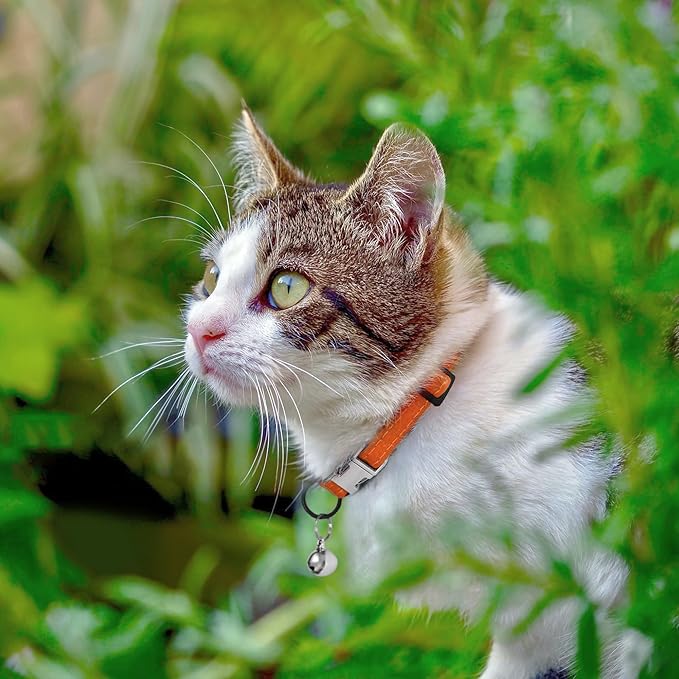 Leather Cat Collar with Buckle and Removable Bell - Non Breakaway Adjustable Soft Safety Small Pet Collars for Girl Boy Cats Kitten (Orange)