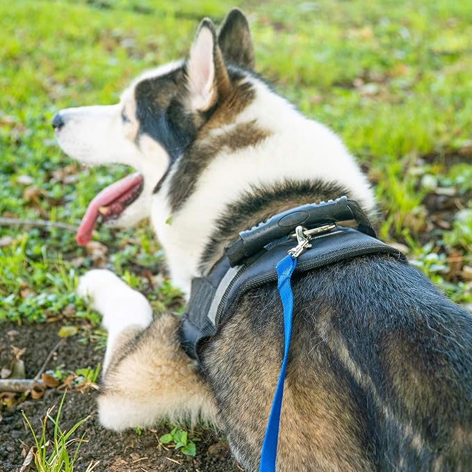Hi Kiss Dog/Puppy Obedience Recall Training Agility Lead - 15ft 20ft 30ft 50ft 100ft Training Leash - Great for Training, Play, Camping, or Backyard - Pink 50ft