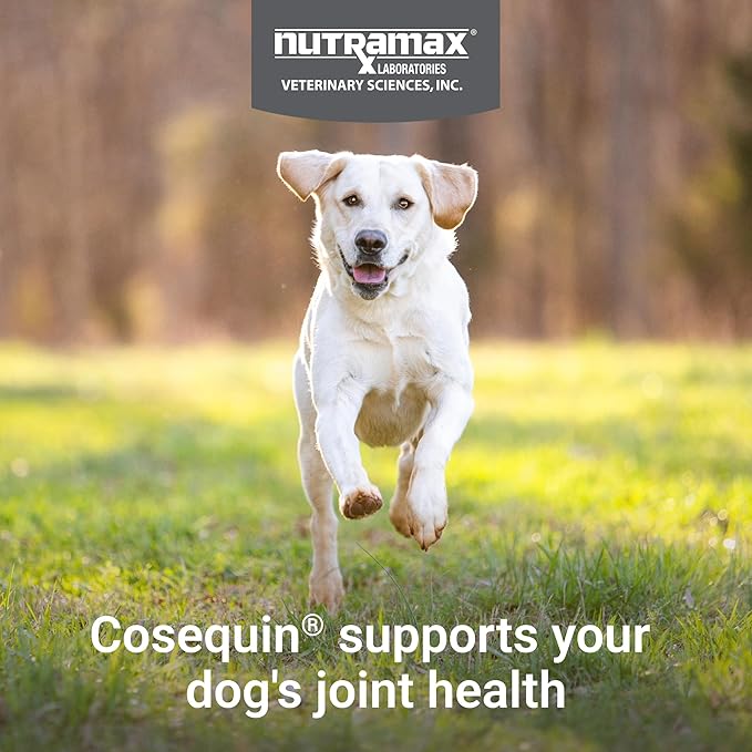 COSEQUIN Maximum Strength Joint Supplement Plus MSM & Omega-3's - With Glucosamine and Chondroitin - For Dogs of All Sizes (Soft Chews)