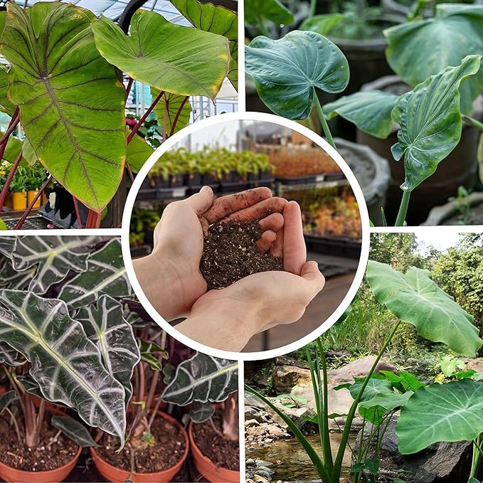 Gardenera Alocasia Potting Mix - Unlock Robust Growth and Striking Leaves with Our High-Performance Formula - 20 Quart