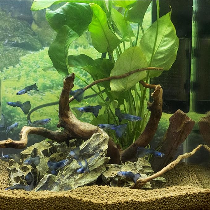 majoywoo Natural Driftwood for Aquarium Decor Fish Tank Decorations, Assorted Spider Wood Branch 4-8" 5 Pcs, Reptile Decor
