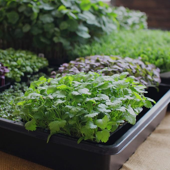 Minute Soil - Compressed Coco Coir Fiber Grow Medium - 3 Bricks = 4.5 Gallons of Potting Soil - Seed Starting, Gardening, House Plants, Flowers, Microgreens, Wheatgrass - Add Water - Peat Free - OMRI