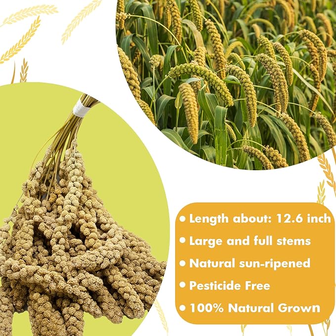 Jmxu's Spray Millet Treat for Birds Parakeets, Natural Sun-Dried Birds Millet for Cockatiel, Budgie, Finches, Parrots, Hamster (2 Pounds)