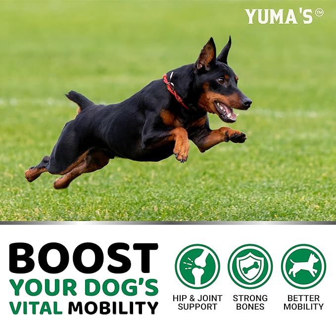 YUMA'S Hemp Hip and Joint Supplement for Dogs - Glucosamine for Dogs - 170 Joint Pain Relief Chews - Chondroitin, MSM - Hemp Oil - Advanced Canine Health Supplement - Mobility Support Treats
