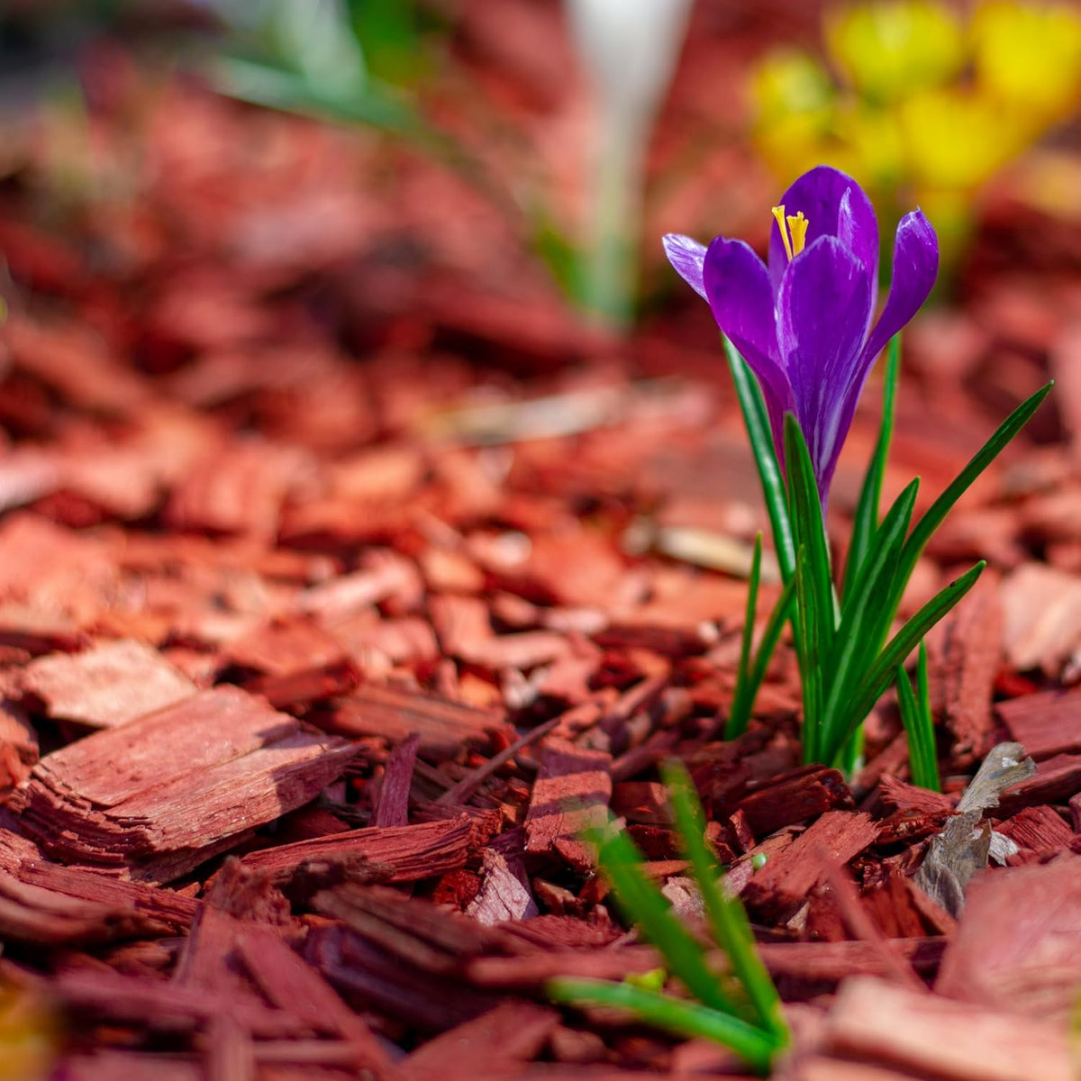 Premium Red Wood Mulch for Indoor, Patio, Potting Media, Gardens, Lawns, and Landscaping (0.3 CF - 8 L - 9 QTS)