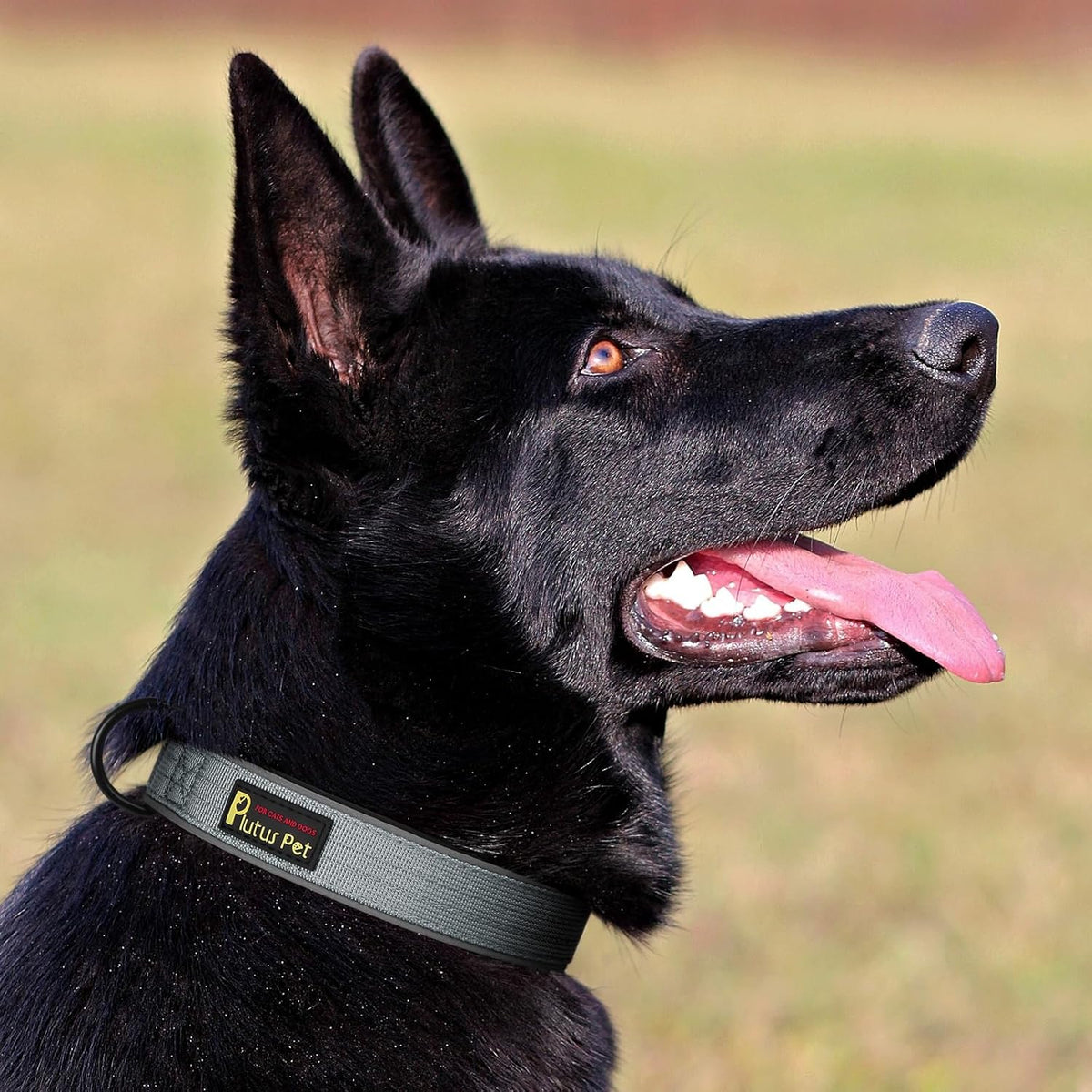 Plutus Pet Tactical Dog Collar, Reflective, Adjustable Heavy Duty Dog Collar, Soft Padded and Comfortable, for Small Medium and Large Dogs (Gray, XS)