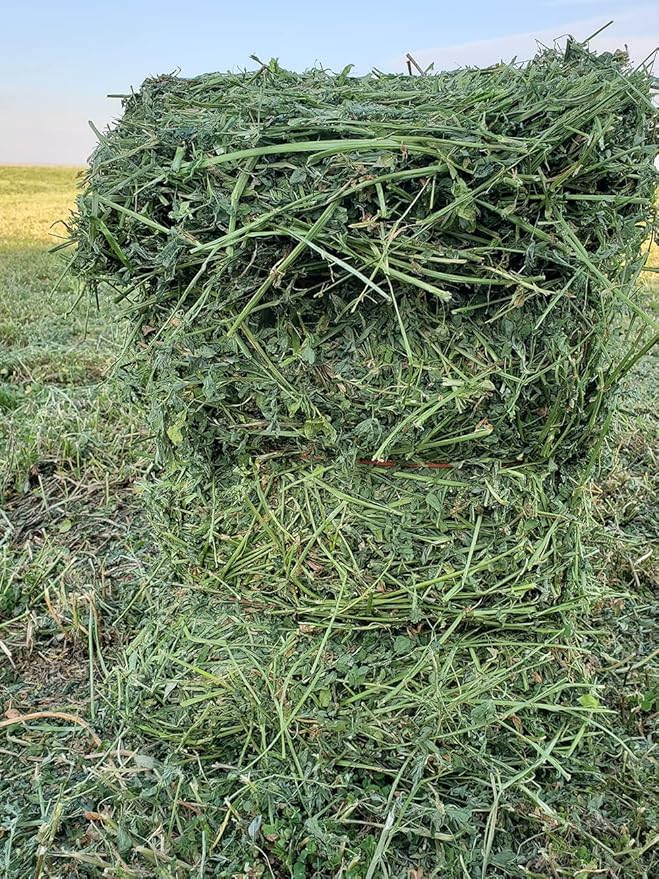 Fresh Alfalfa Hay 20Lbs by Bunny Honey - Natural Hay for Guinea Pigs, Rabbits, Hamsters, Hedgehogs, and More Small Animal Pets - Not Blended, Green Chopped & Delivered Fresh