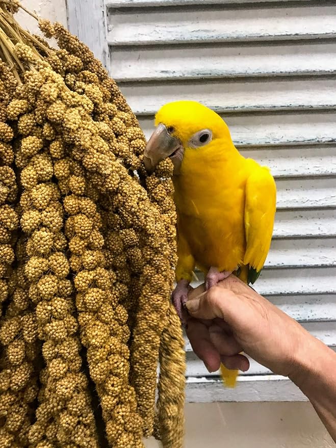 Nemeth Farms Premium Non-GMO Spray Millet Treat | Hand-Harvested Bird Snack | 100% Edible Tops | Sun-Dried Supplement for Parakeets, Cockatiels, Finches, Lovebirds, Canaries
