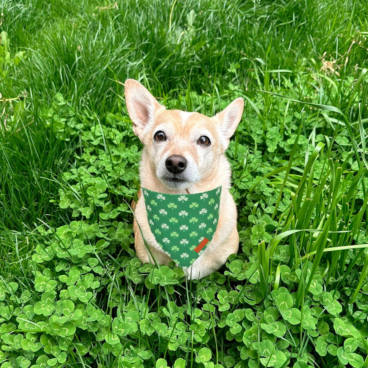 PTDECOR St.Patrick's Day Dog Bandana,Green Shamrock Reversible Holiday Dog Scarf, Multi Size, Triangle Irish Bandanas for Medium Large Pets (Large)