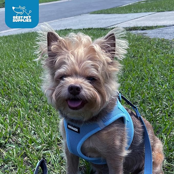 Best Pet Supplies Voyager Step-in Air Harness - All Weather Mesh, Reflective, No Pull Harness for Dogs, Cats - Secure with Hook & Loop Fastener, Buckle, Double D-Rings - Baby Blue, M