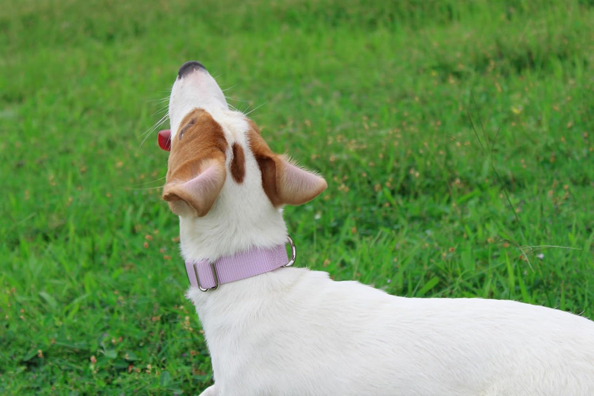 Mikivery Nylon Dog Collar with Quick Release Buckle Soft Adjustable Sturdy for Small Medium Large Dogs Violet,M