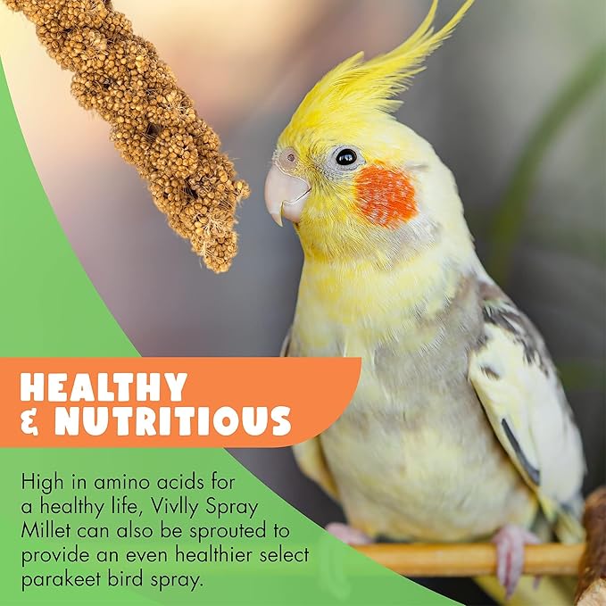 5LBS GMO-Free Sun Dried Spray Millet - Original Bird Treat Millet for Parakeets, Cockatiels, Finches & More - Non-GMO, High in Amino Acids, Easy Storage, Tasty & Healthy Bird Snacks (5 lbs)
