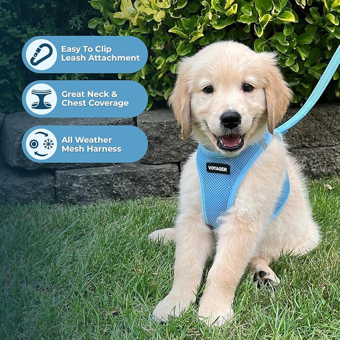 Best Pet Supplies Voyager Step-in Air Harness - All Weather Mesh, Reflective, No Pull Harness for Dogs, Cats - Secure with Hook & Loop Fastener, Buckle, Double D-Rings - Baby Blue, M