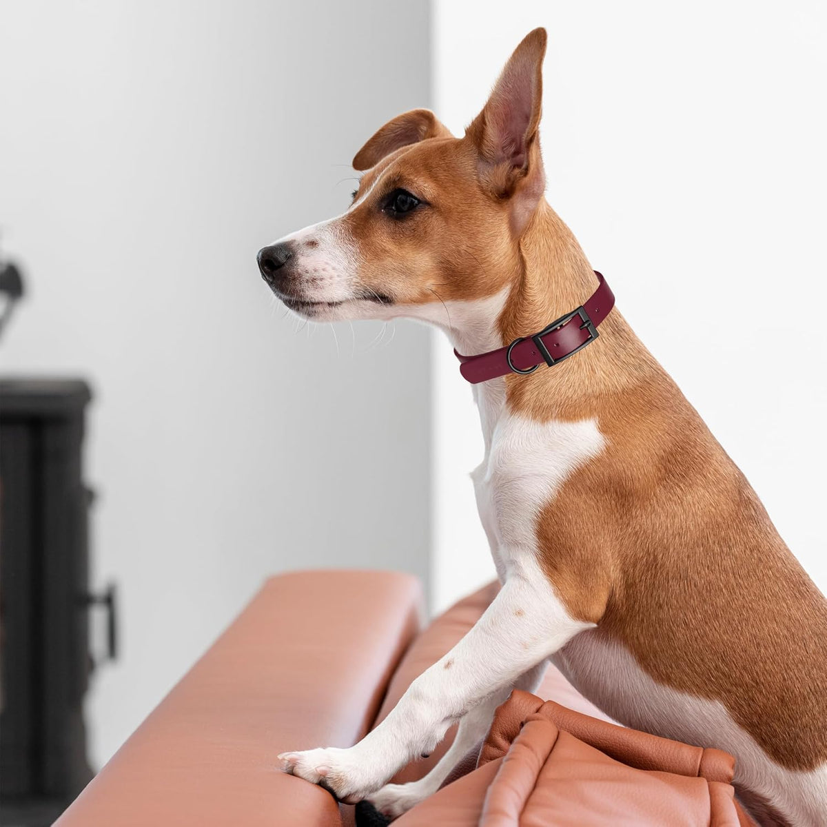 Dogline Biothane Waterproof Dog Collar Strong Coated Nylon Webbing with Black Hardware Odor- Proof for Easy Care Easy to Clean High Performance Fits Small Medium or Large Dogs, Merlot Burgundy