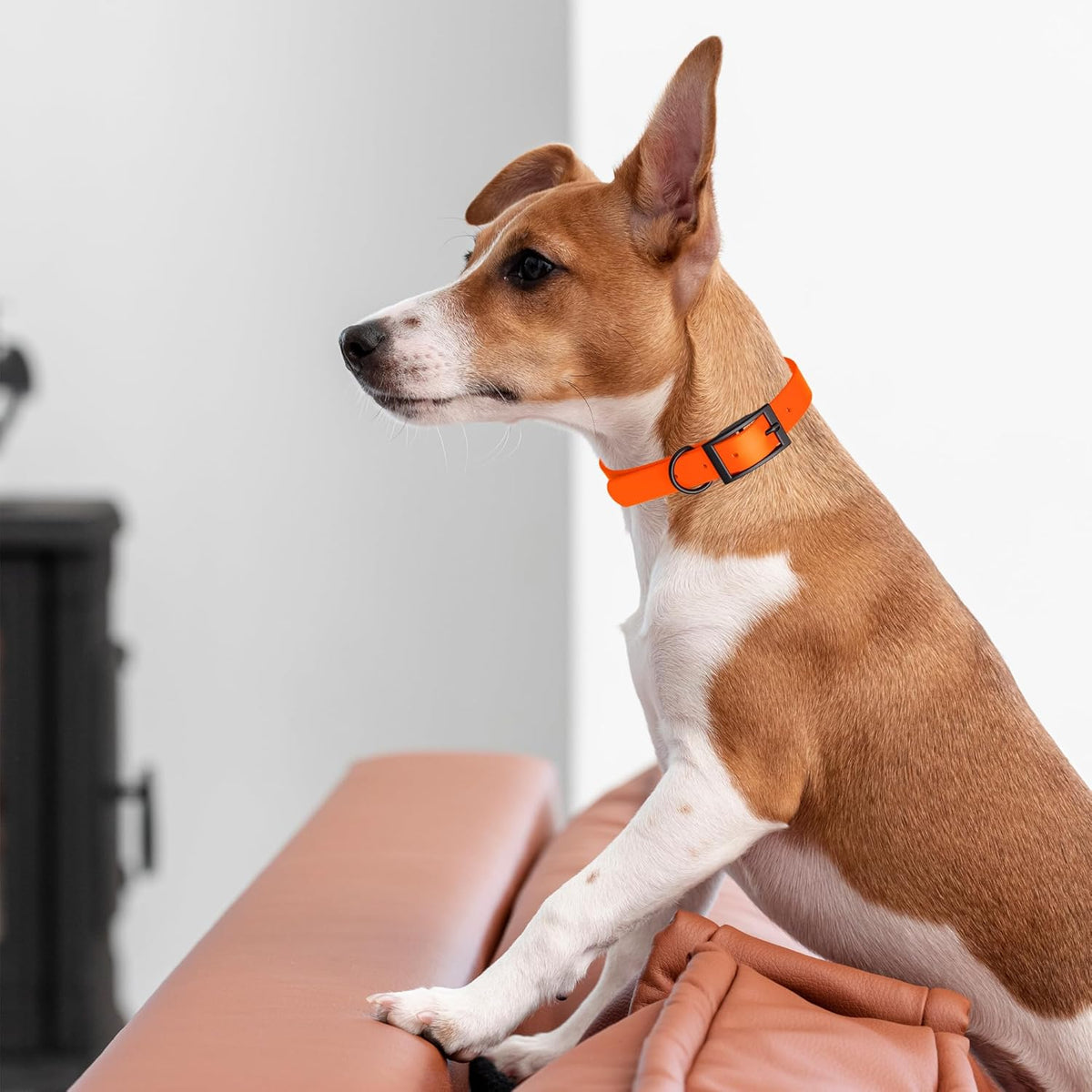 Dogline Biothane Waterproof Dog Collar Strong Coated Nylon Webbing with Black Hardware Odor- Proof for Easy Care Easy to Clean High Performance Fits Small Medium or Large Dogs, Hunter Orange