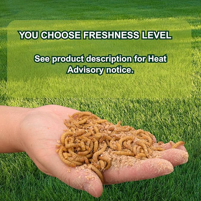 Exotic Nutrition Medium Live Mealworms (1/2") (1,000 Pack)