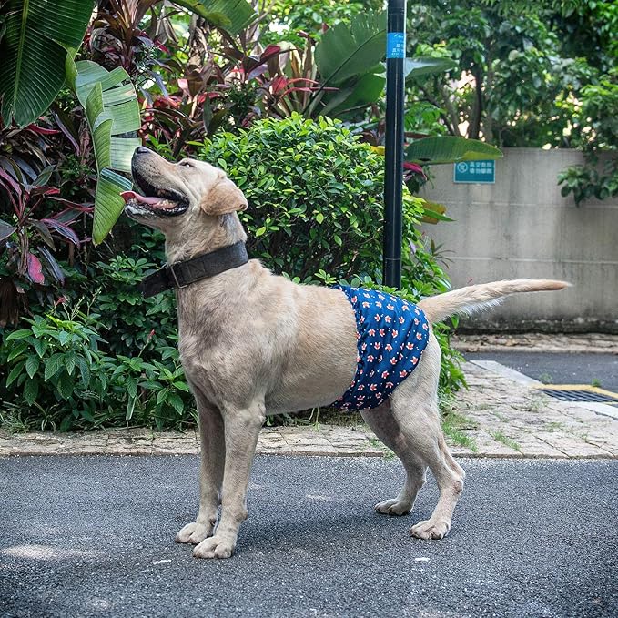 CuteBone Belly Wrap Male Dog Washable Puppy Diapers Reusable Doggie Diapers XSmall 3pcs a Pack DM02XS