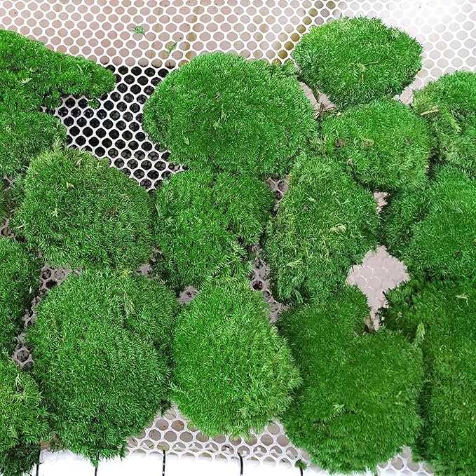 Preserved Pole Moss Pillow Bun Cushion Natural Green Decorative Real Natural DIY Kit Gardenning Art Wall Decor Florist Easter Table Decor Wedding(1.5 sq.ft, Green-C)