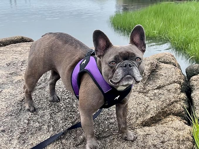 Gooby Escape Free Easy Fit Harness - Purple, Medium - No Pull Step-in Patented Small Dog Harness with Quick Release Buckle - Perfect On The Go No Pull Harness for Small Dogs or Medium Dog Harness
