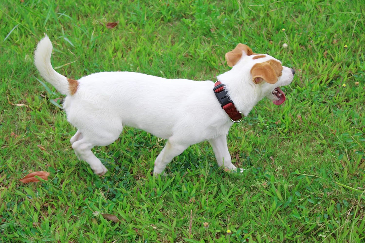 Mikivery Nylon Dog Collar with Quick Release Buckle Soft Adjustable Sturdy for Small Medium Large Dogs Brick,M