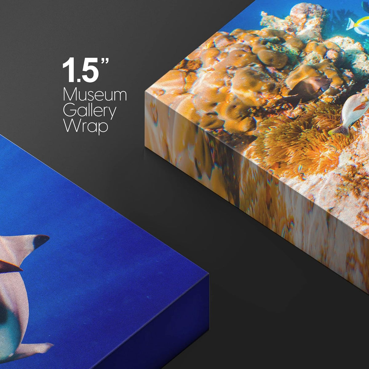 wall26 Canvas Print Wall Art Shark Fish Multicolor Coral Reef Ocean Sea Nature Animals Photography Realism Rustic Scenic Landscape Wilderness Earth for Living Room, Bedroom, Office - 24"x36"