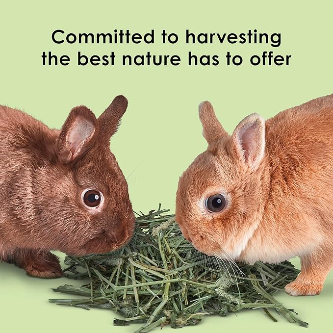 Kaytee Timothy Hay, High Fiber, Grown Specifically for Small Animals, Rabbits, Guinea Pigs, Chinchillas, Ideal Bulk Order for Small Pets, 24 pounds