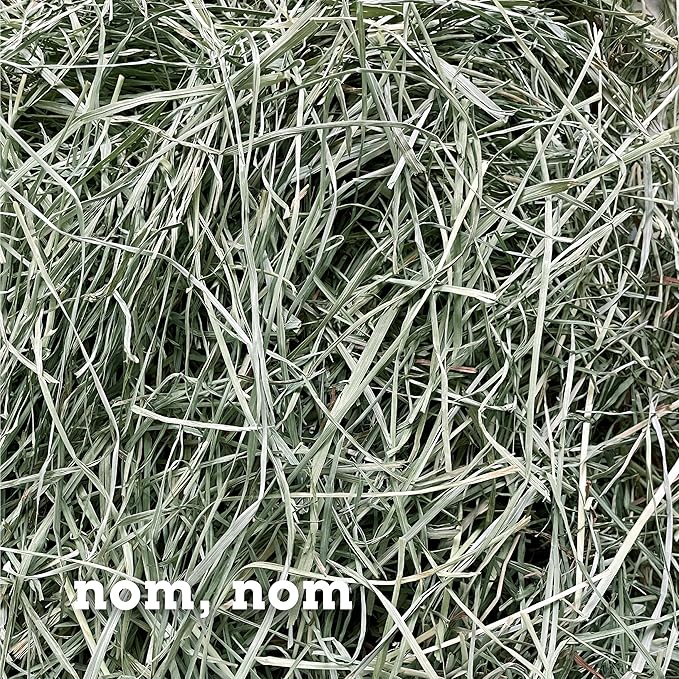 Bunny Honey Orchard Grass Hay for Guinea Pigs, Rabbits, Hamsters & Small Pets Fresh, High-Fiber, Supports Digestive Health & Dental Care, Non-Blended & Fresh Cut